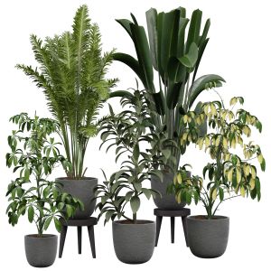 Indoor_plant_279