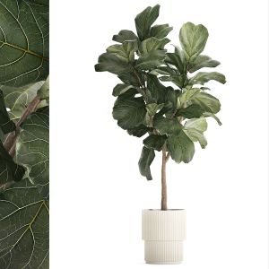 Beautiful Ficus Lyrata Tree In Flower Pots