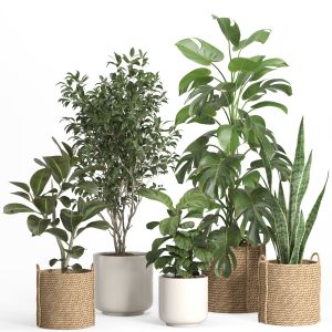 Indoor Plant Set 51- Rattan And Ceramic