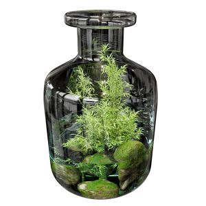 Terrarium Plants Collection No7