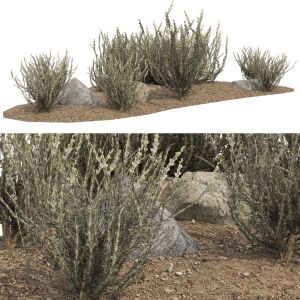 Silver Sagebrush Bushes