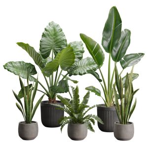 Indoor Plants Pack 46