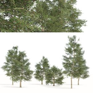 Common Buckthorn Trees 3d Model