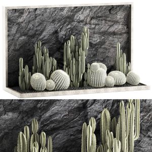 Beautiful Cacti And A Wall Of Black Rock pebbles