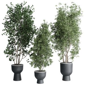 Indoor Plant Set 380 Tree Bush Concrete Dirt Vase