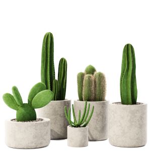 Indoor Set 19- Cactus-4