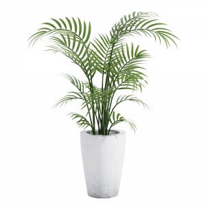 House Plant