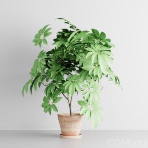 Dwarf Umbrella Tree Plant