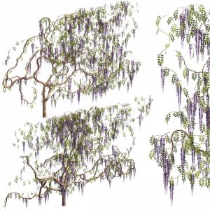 Wisteria For Walls