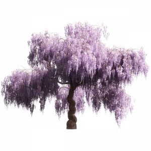 Flowering Wisteria Tree