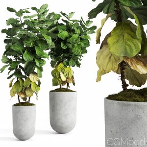 Ficus Lyrata In Concrete Pots