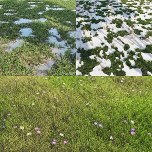 arch grass collection