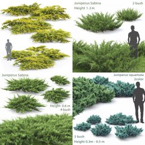 Juniperus pack #1