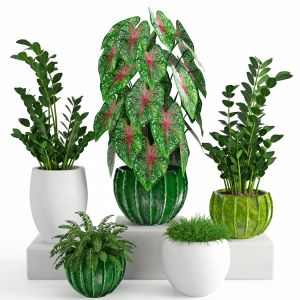 Houseplants 41