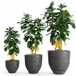 Ficus Elastica Set