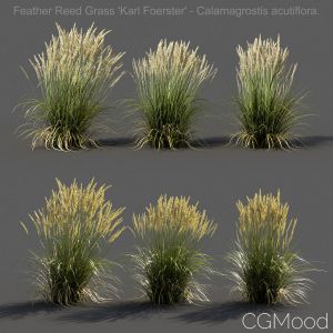 Feather Reed Grass - Low