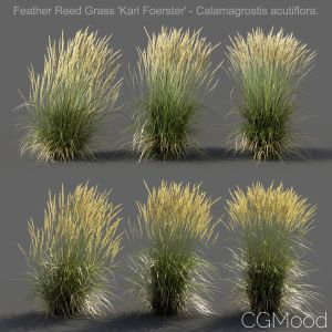 Feather Reed Grass - Medium