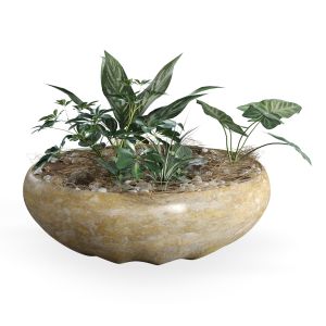 Plant Pot