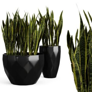 Sansevieria Snakeplant With Black Pot