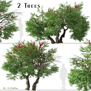 Set of Rhus typhina Tree (Staghorn sumac)(2 Trees)