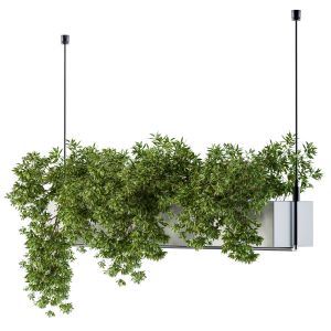 Hanging Box Plant - Indoor Set 17