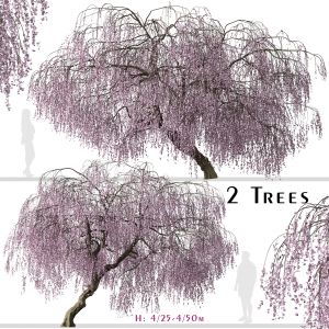 Set of Weeping Cherry Tree (Prunus pendula)