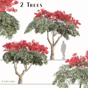 Set of Flamboyant Tree (Royal poinciana) (2 Trees)