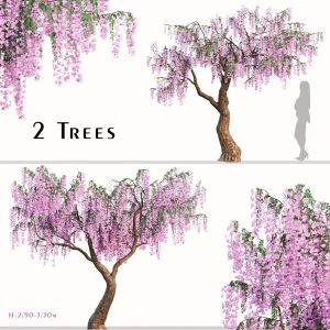 Set of Flowering Wisteria Tree (Wisteria sinensis)