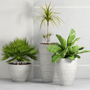 Decorative Plant Set - 15