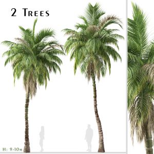 Set of Kentia palm Tree (Howea forsteriana)-2 Tree