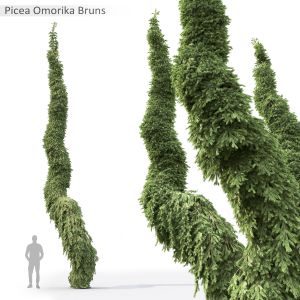 Picea Omorika Bruns 02