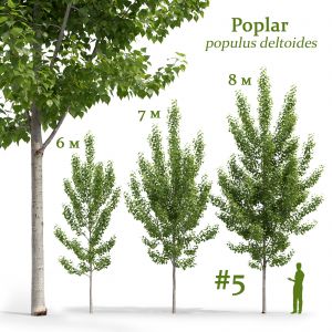 Poplar Populus Deltoides #5