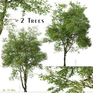 Set of Chinese ash Tree (Fraxinus chinensis)