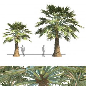 Palm Tree Set 02