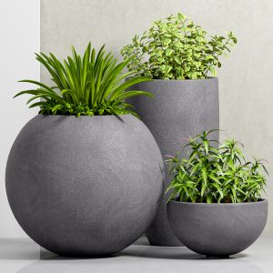 Decorative Plant Set - 19