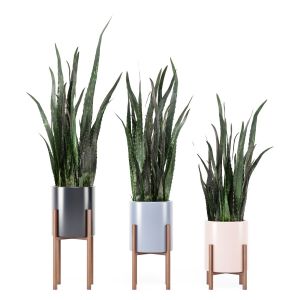 Flower Set 04 Sansevieria Plant 01