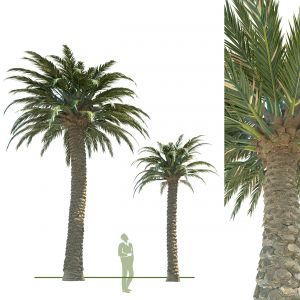 Palm Tree 01