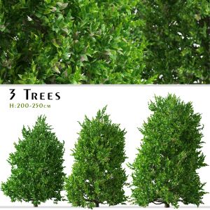 Set of Carolina Cherry laurel Tree (Prunus)