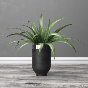 Indoor And Outdoor Spider Plant