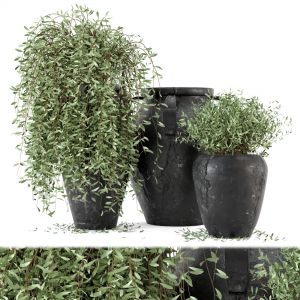 Outdoor Plants Tree In Rusty Concrete Pot - Set 2