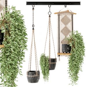 Indoor Plants In Rusty Concrete Pot With Macrame -