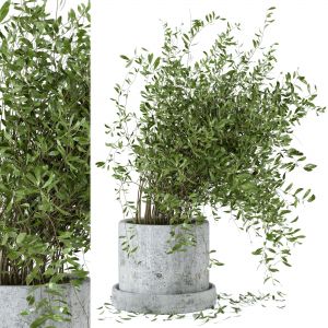 Indoor Plants In Rusty Concrete Pot - Set 5