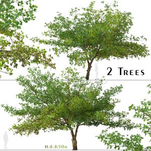 Set of Terminalia Catappa Tree (Indian almond)