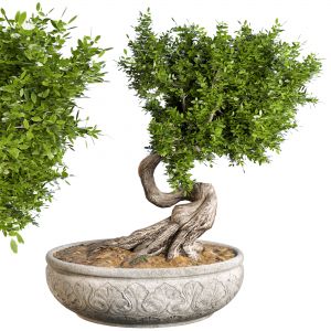 Bonsai Plant