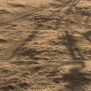 Dried Grass Landscape