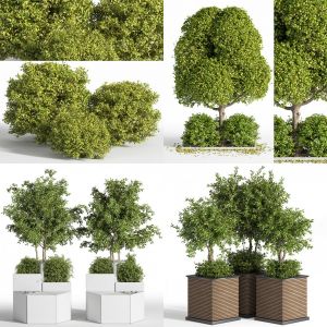 4 sets of outdoor plantst