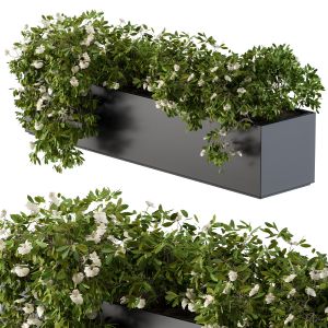 Modern Planter Box White Flower