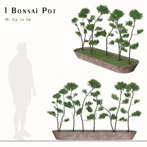 Bonsai Tree Pot (Juniperus chinensis)