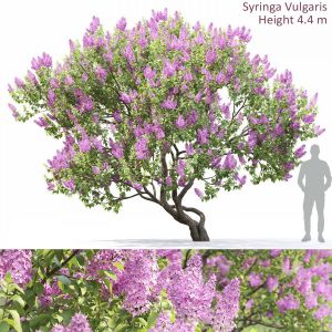 Syringa Vulgaris #4