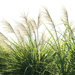 Miscanthus Flavidus Plant